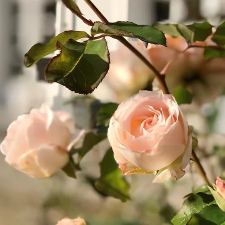 Logis & Restaurant Chateau De La Marjolaine Szálloda 3*