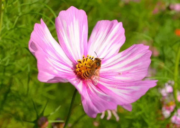 Szálloda Logis & Restaurant Chateau De La Marjolaine 3*