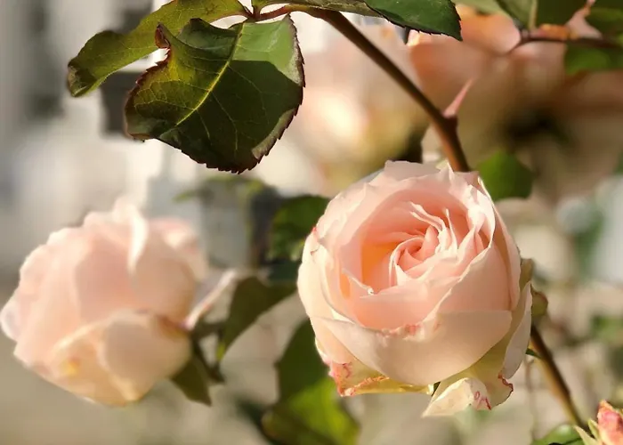 Logis & Restaurant Chateau De La Marjolaine Szálloda 3*